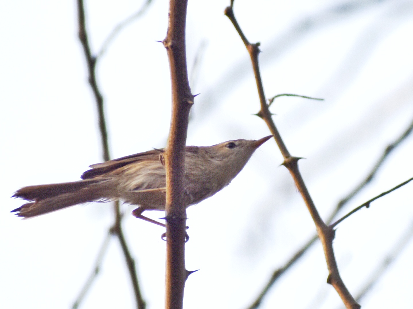 Sykes's Warbler