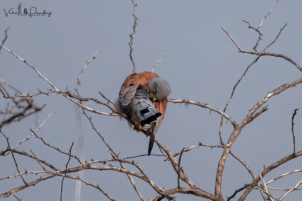 Lesser Kestrel