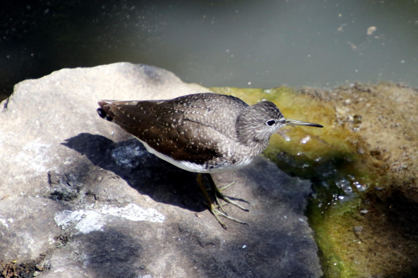 Green Sandpiper