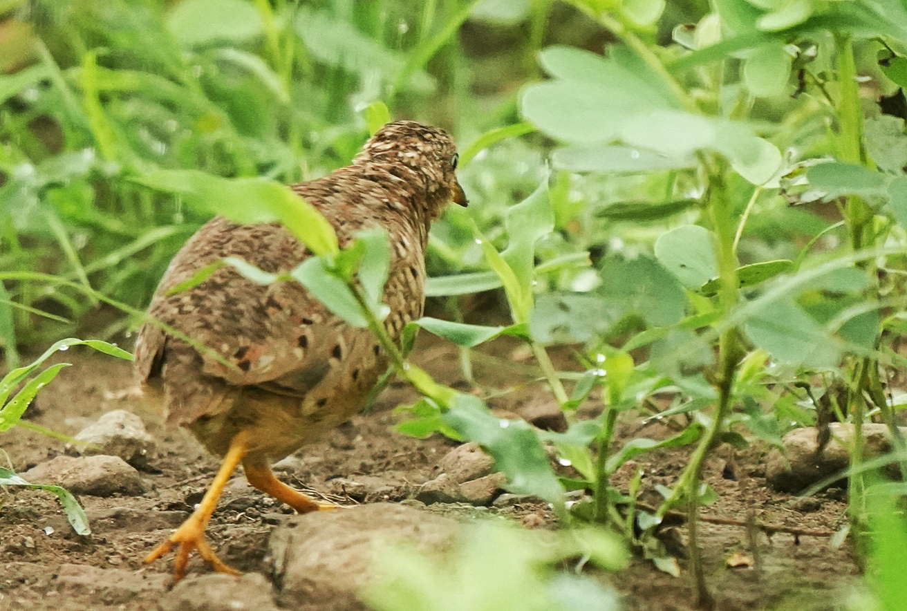 Yellow-legged Buttonquail 