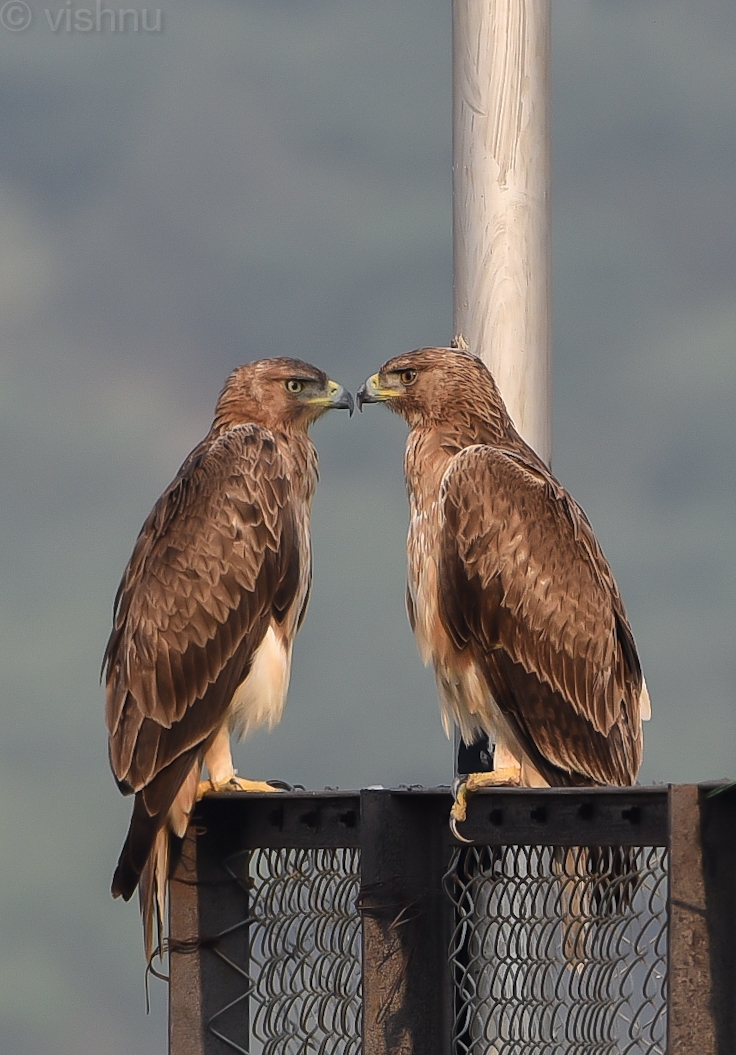 Bonelli's Eagle