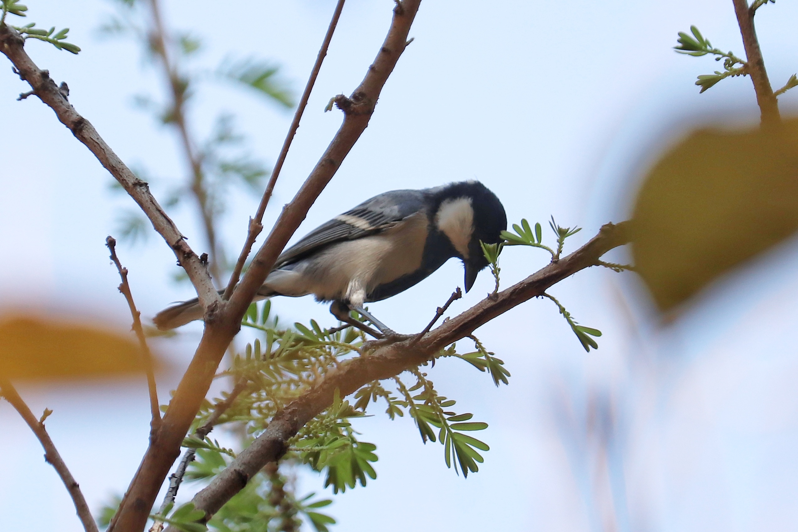 Cinereous Tit