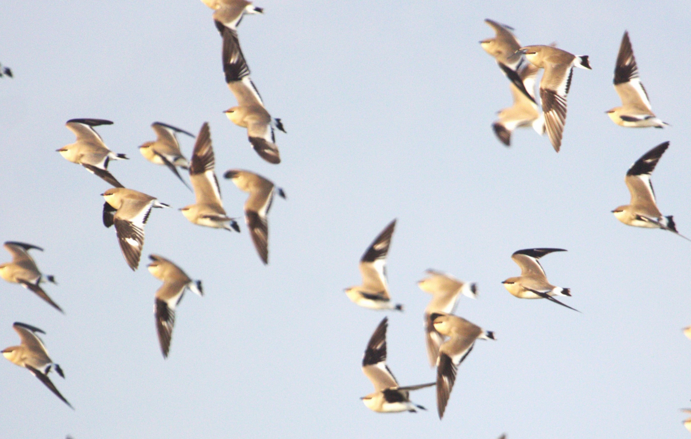 Small Pratincole
