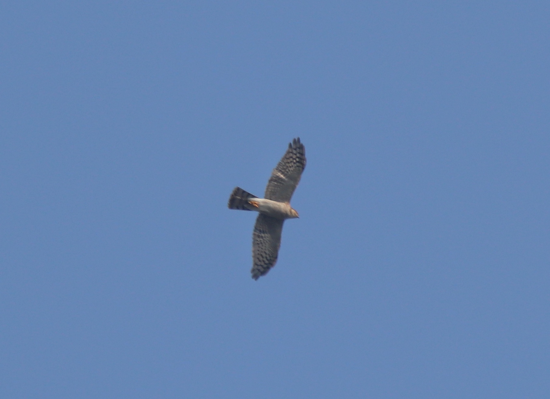 Eurasian Sparrowhawk