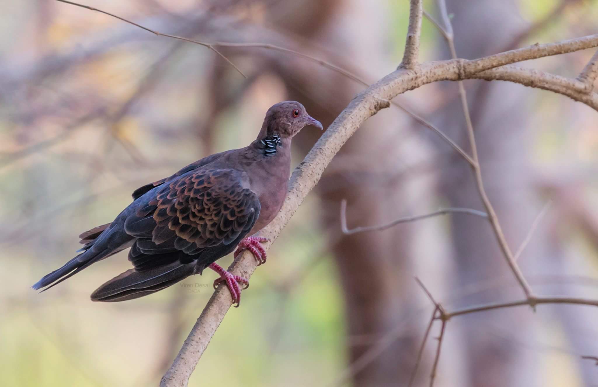 Oriental Turtle Dove