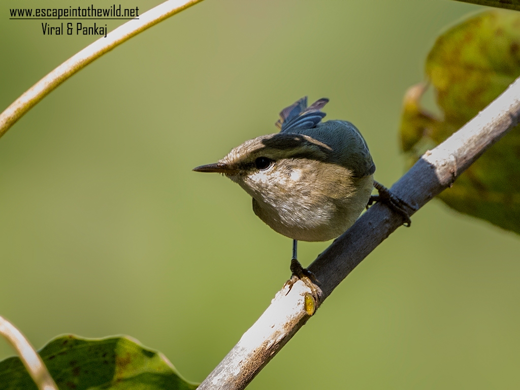 Hume's Leaf Warbler
