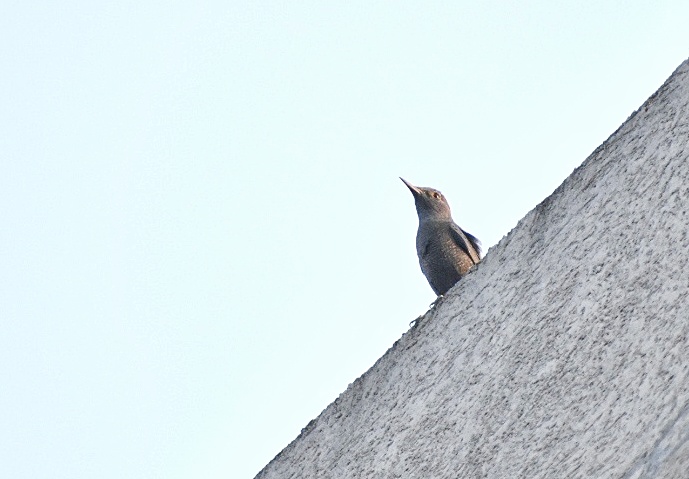 Blue Rock Thrush