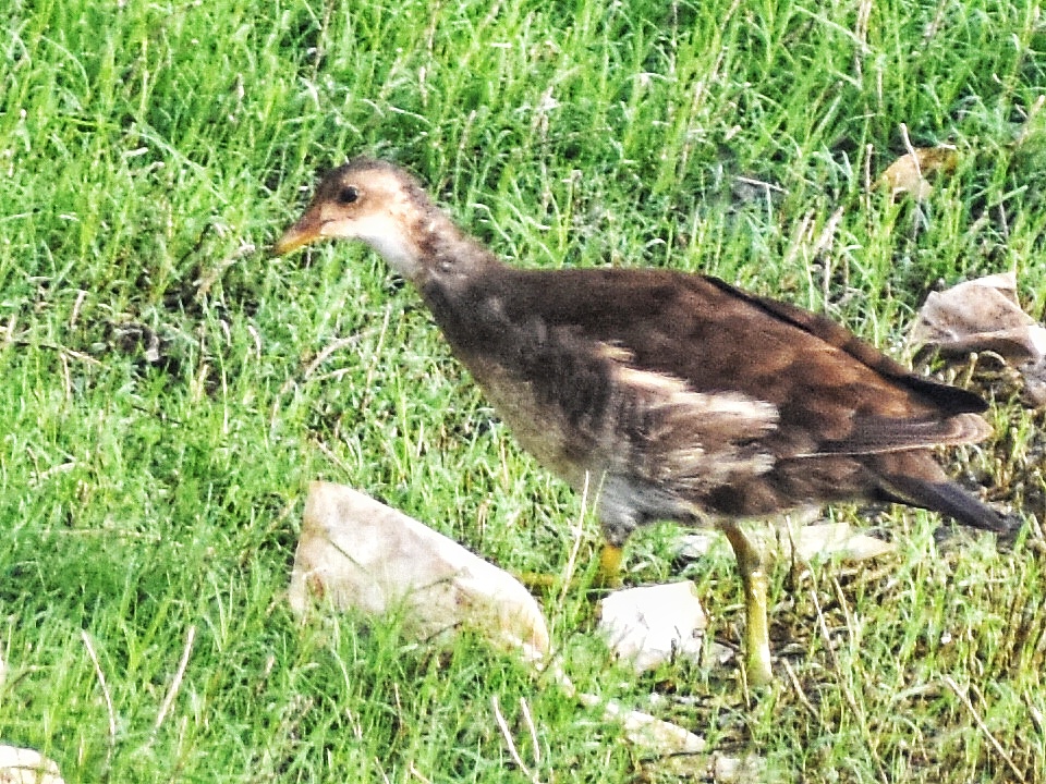 Common MoorHen