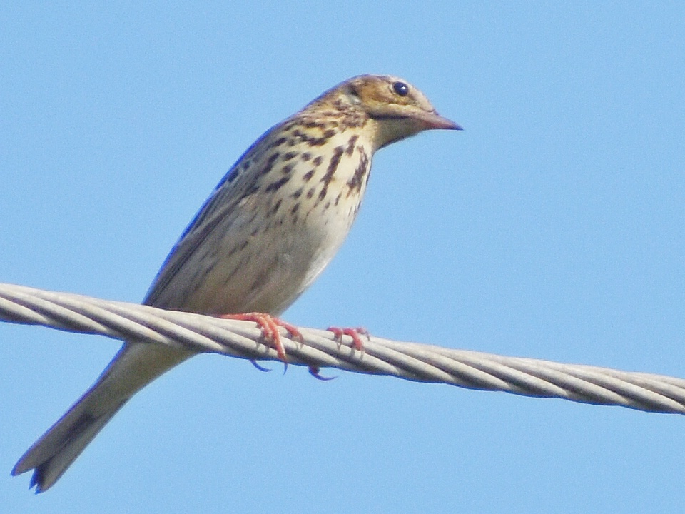 Tree Pipit