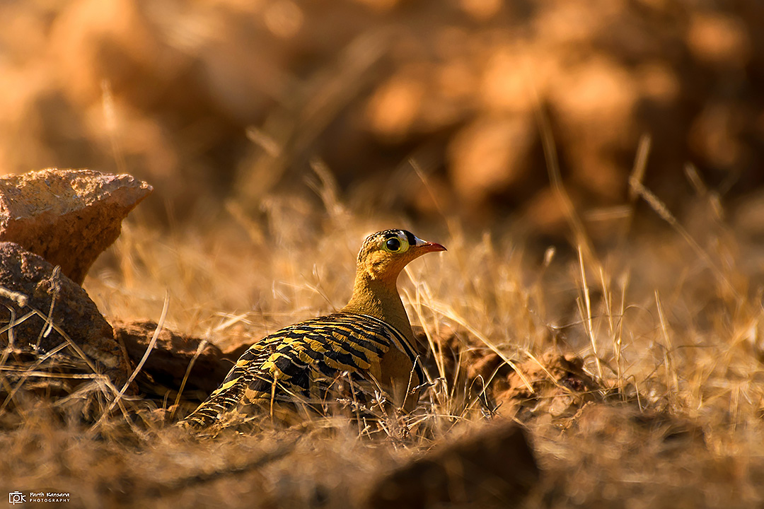 Painted Sandgrouse