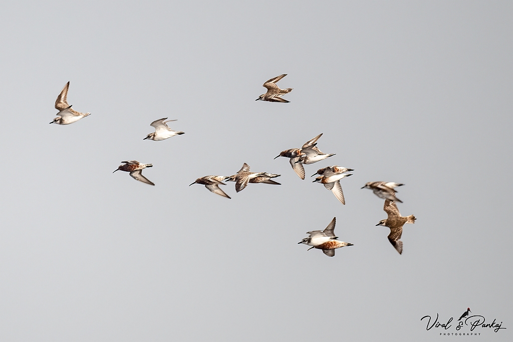 Lesser Sand Plover