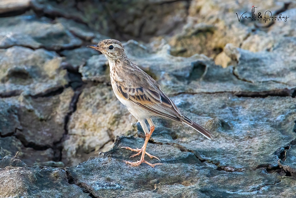 Paddyfield Pipit
