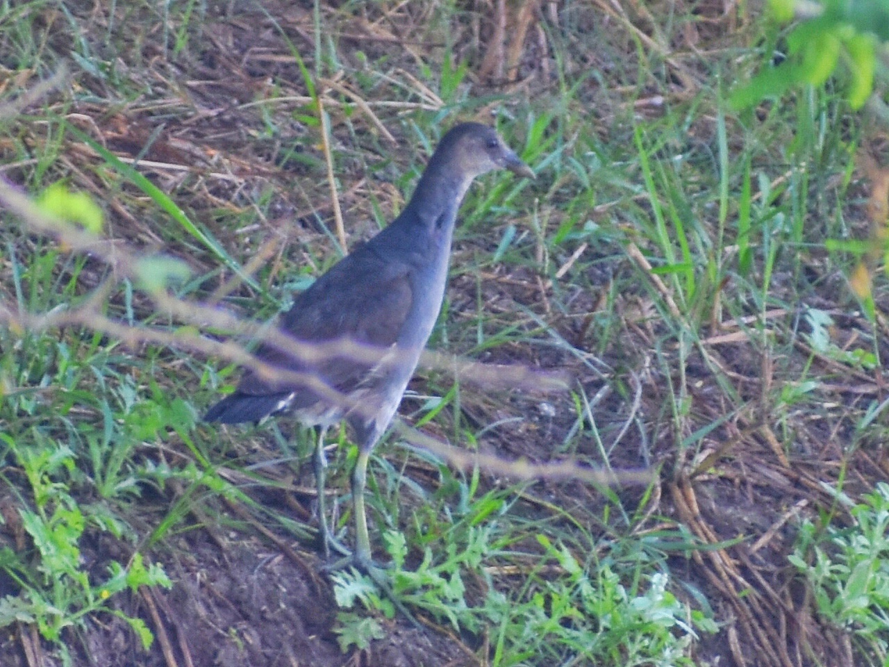 White-breasted Waterhen
