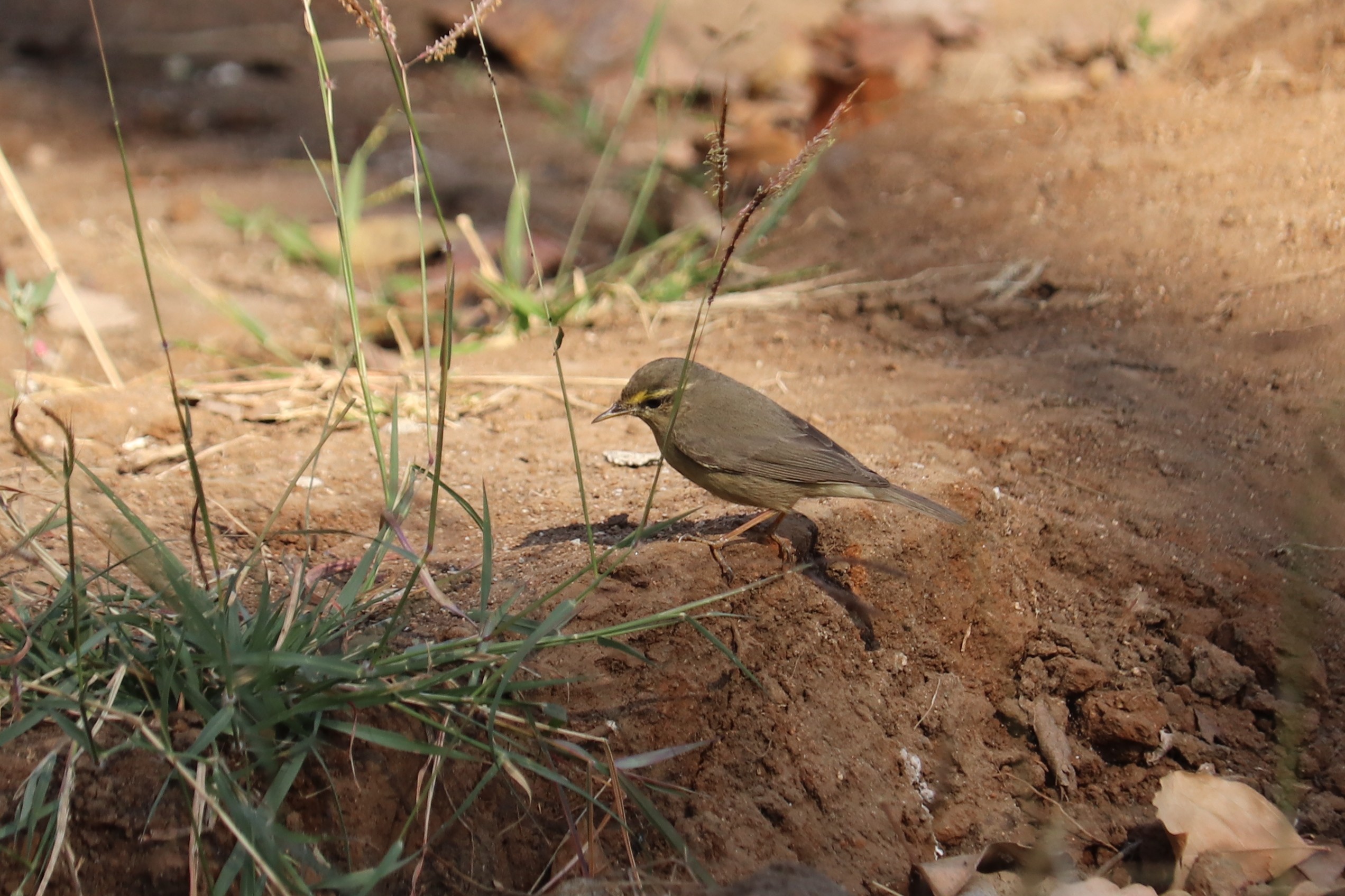 Sulphur-bellied Warbler