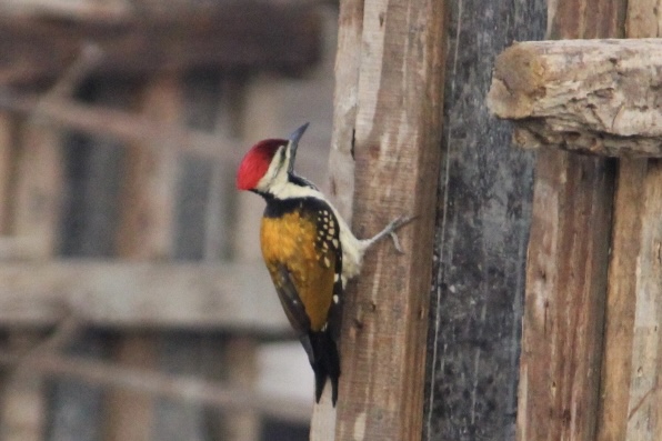 Black-rumped Flameback