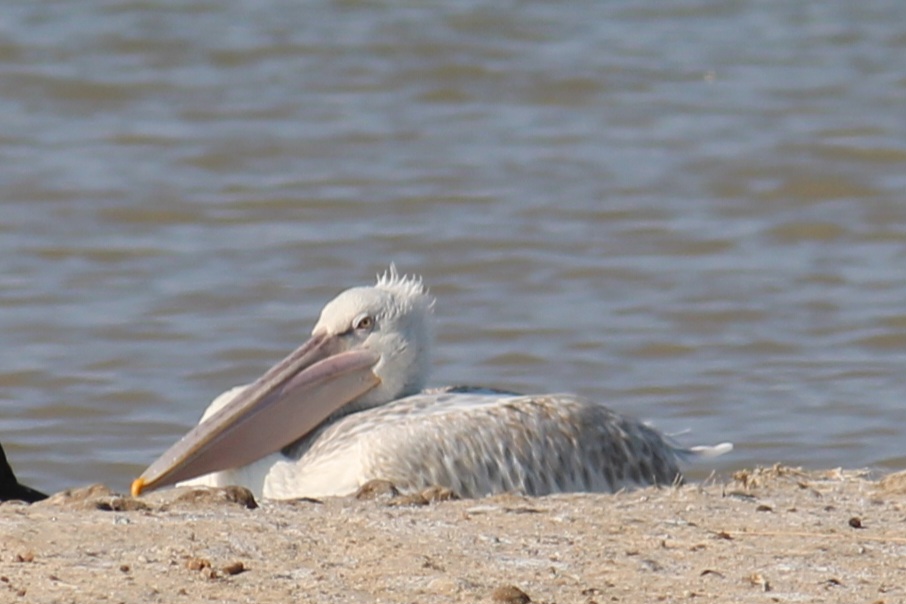 Dalmatian Pelican