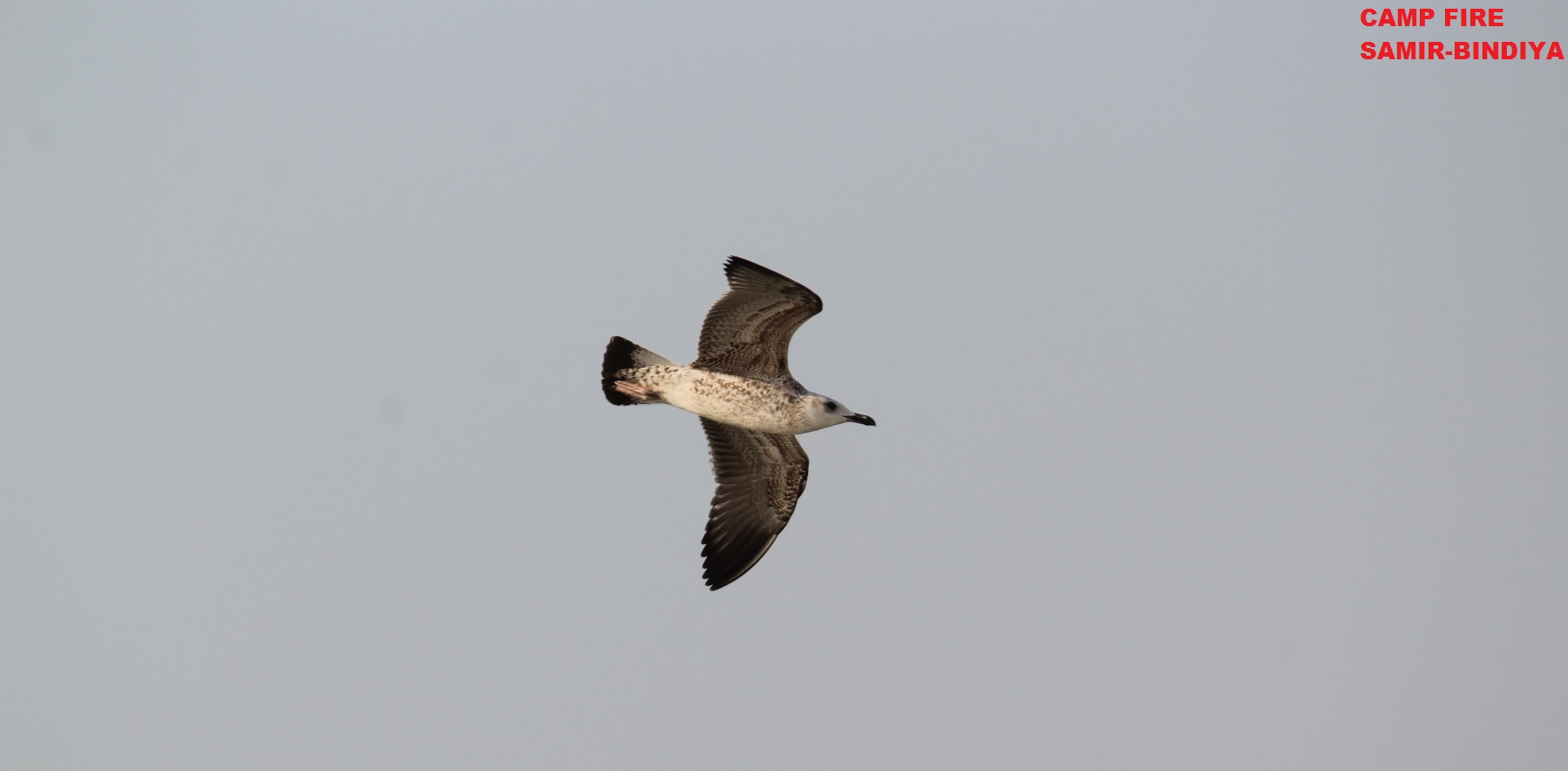 Lesser Black-backed Gull