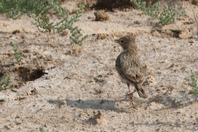 Sand Lark