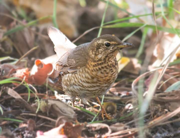 Siberian Thrush