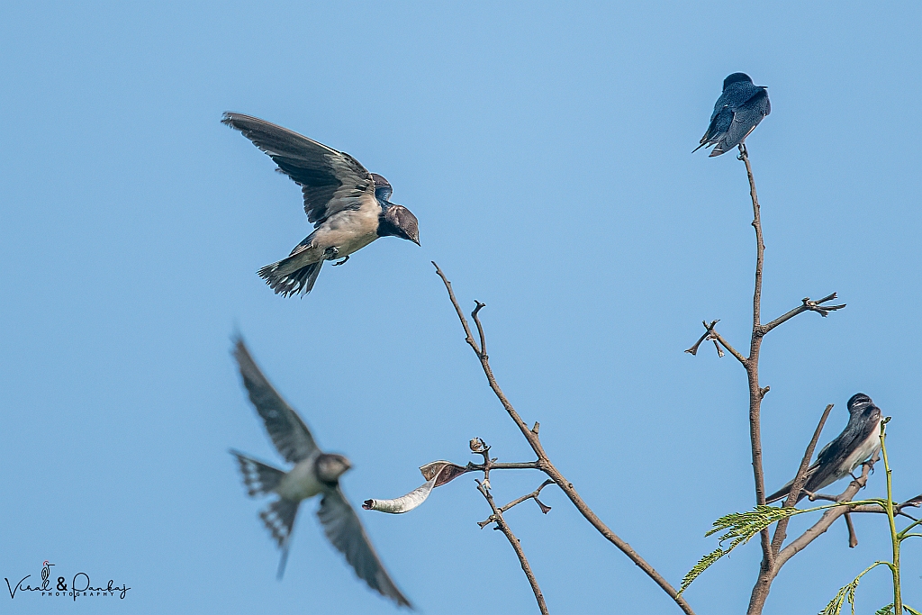 Barn Swallow