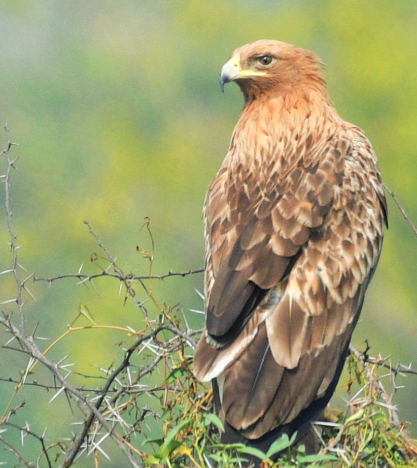 Tawny Eagle