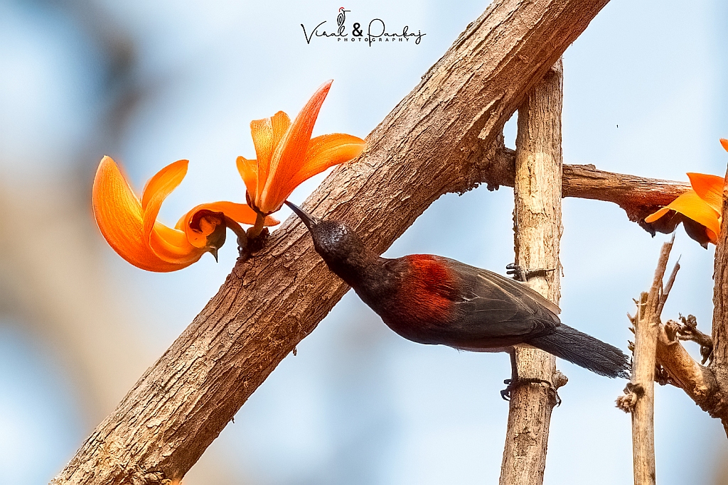 Vigors's Sunbird 