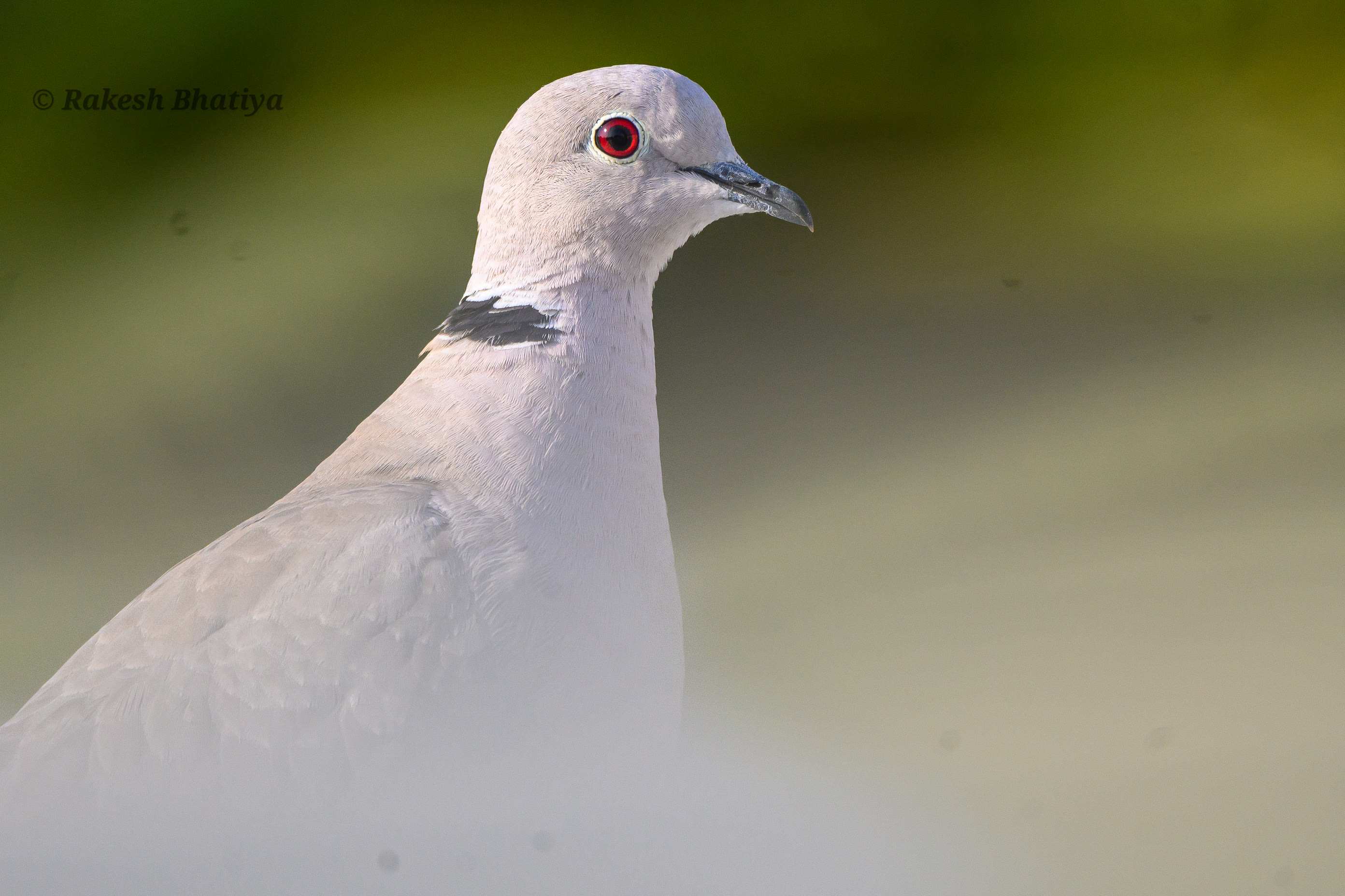 Eurasian Collared Dove