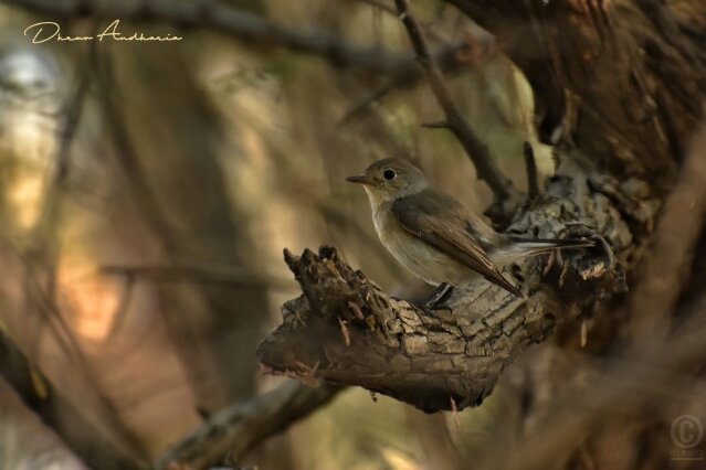 Red-breasted Flycatcher