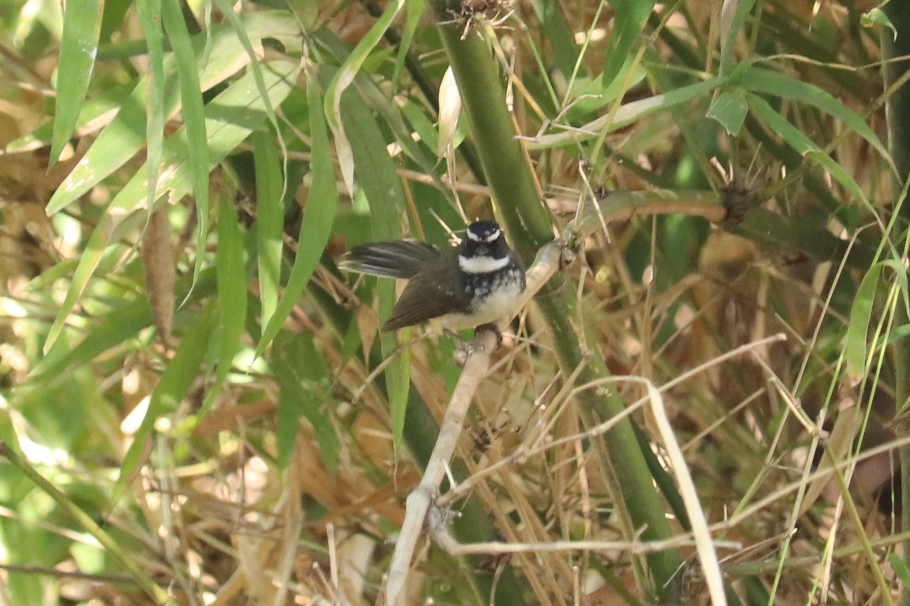 White-throated Fantail 