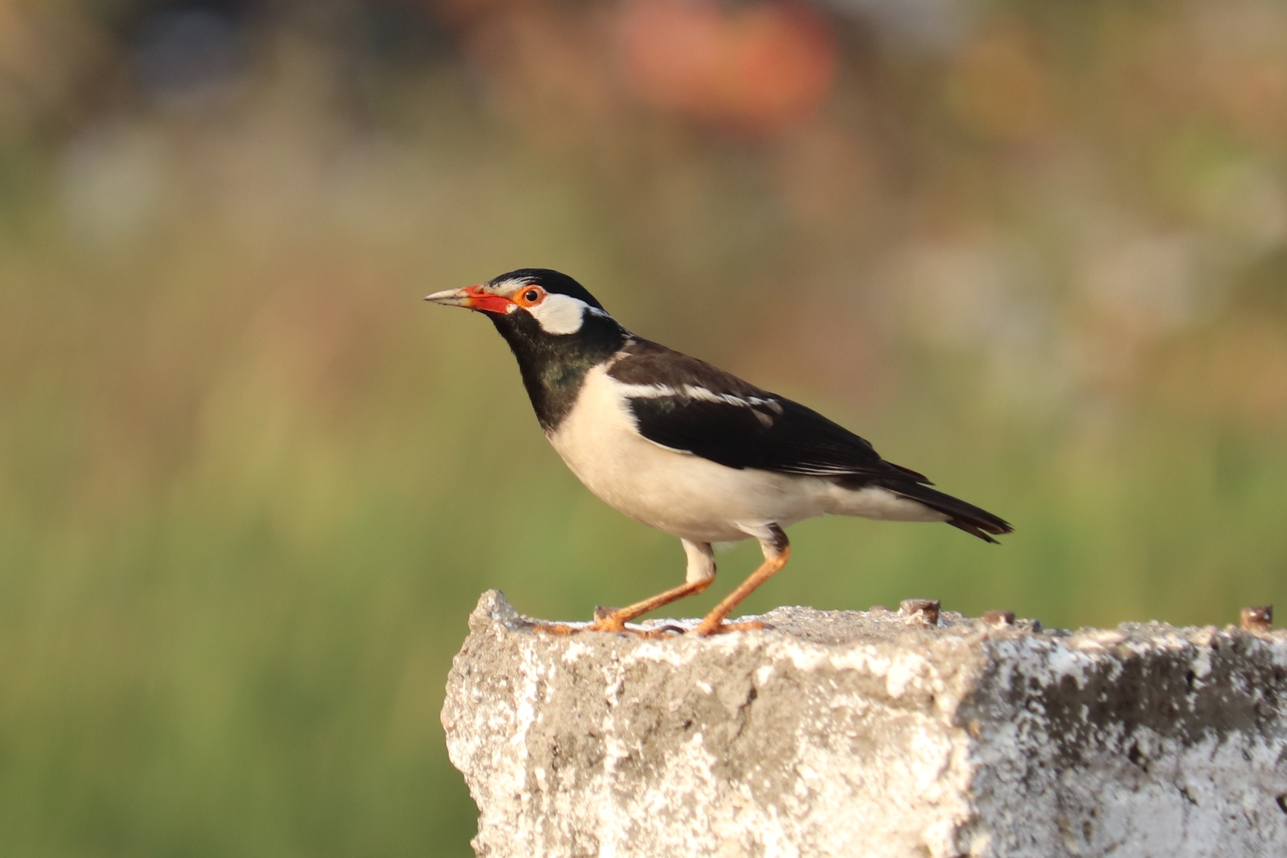 Asian Pied Starling