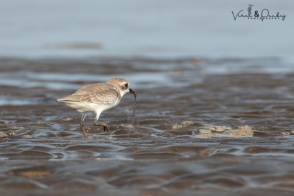 Little Stint