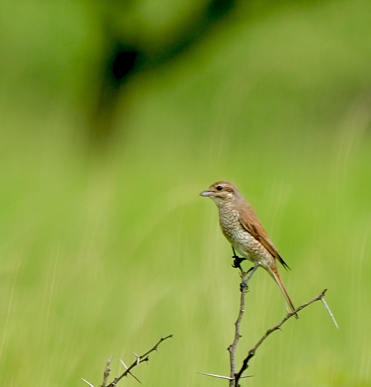 Red-backed Shrike