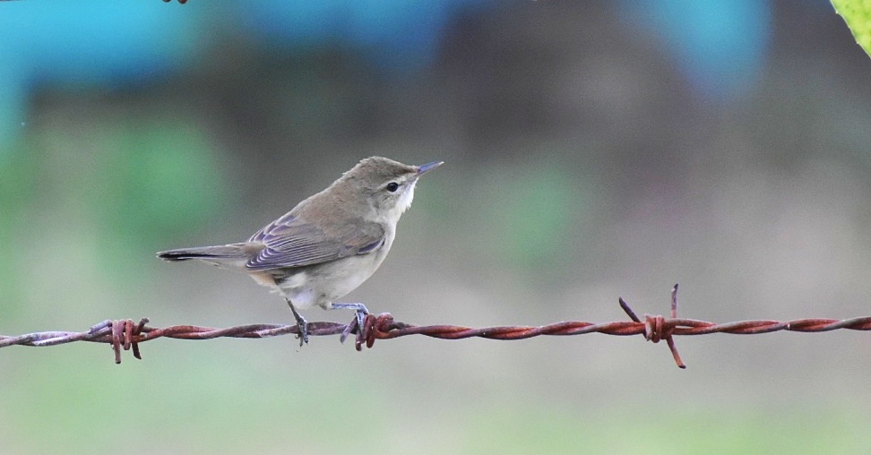 Booted Warbler