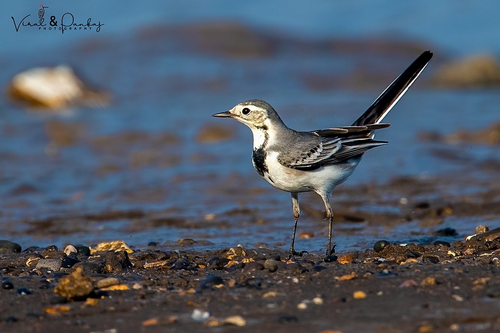 White Wagtail