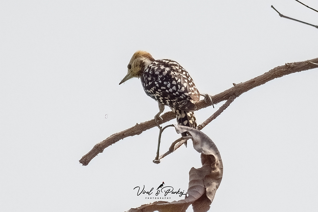 Yellow-crowned Woodpecker
