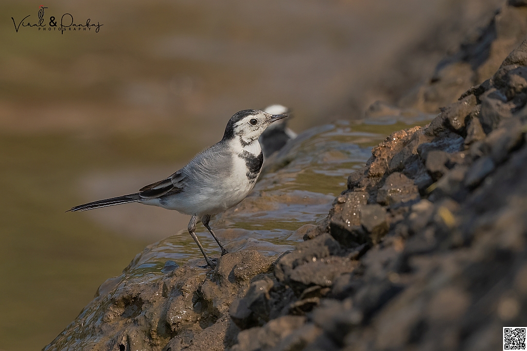 White Wagtail