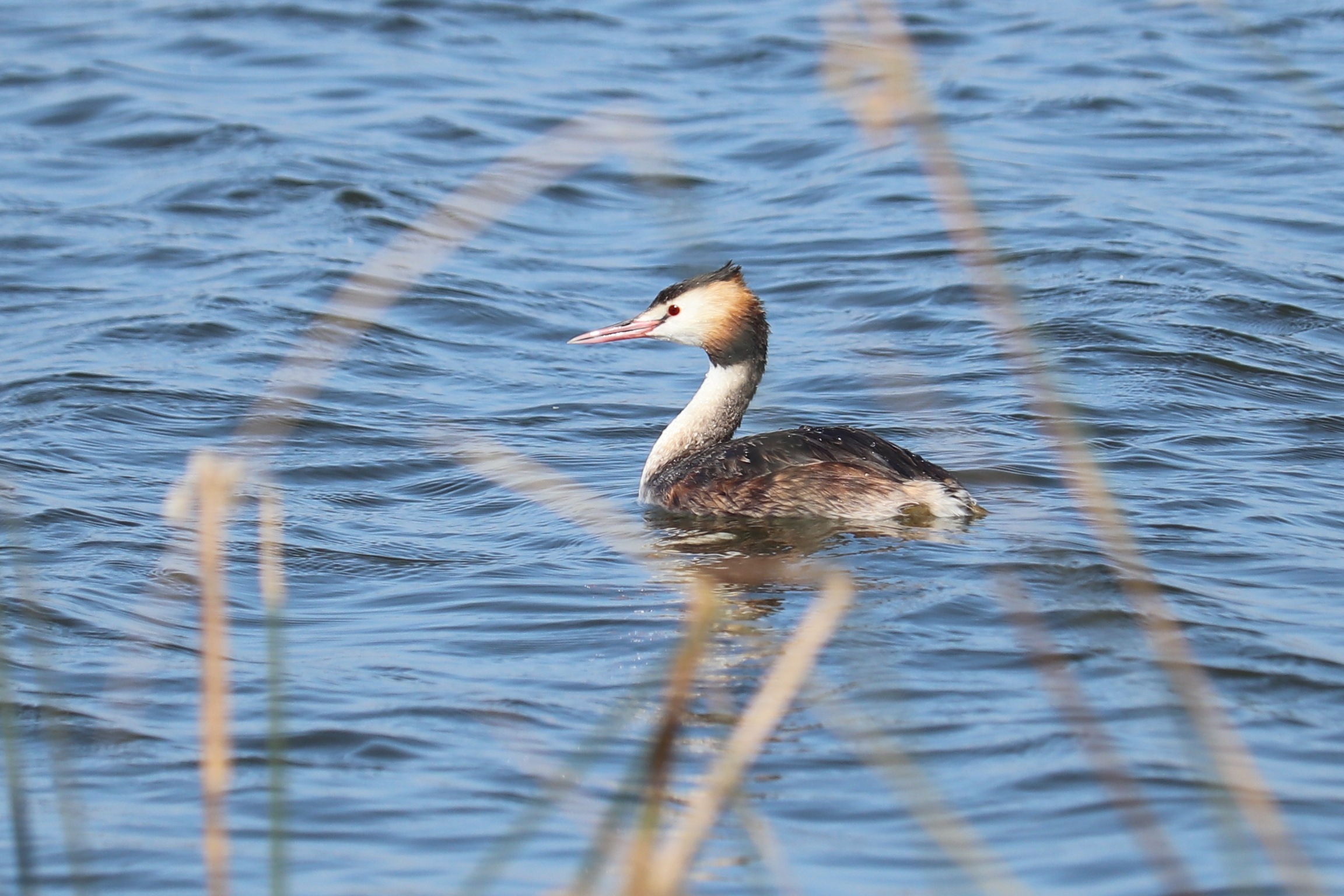 Great Crested Grebe