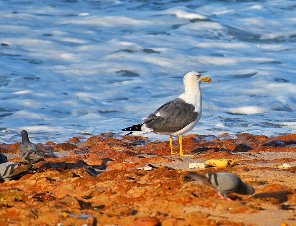 Heuglin's Gull 