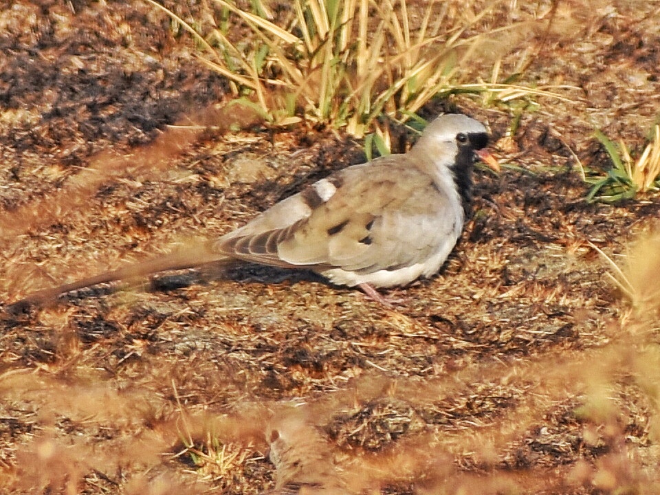 Namaqua Dove