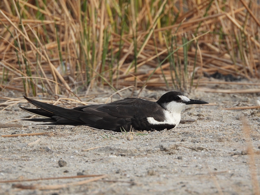 Sooty Tern 