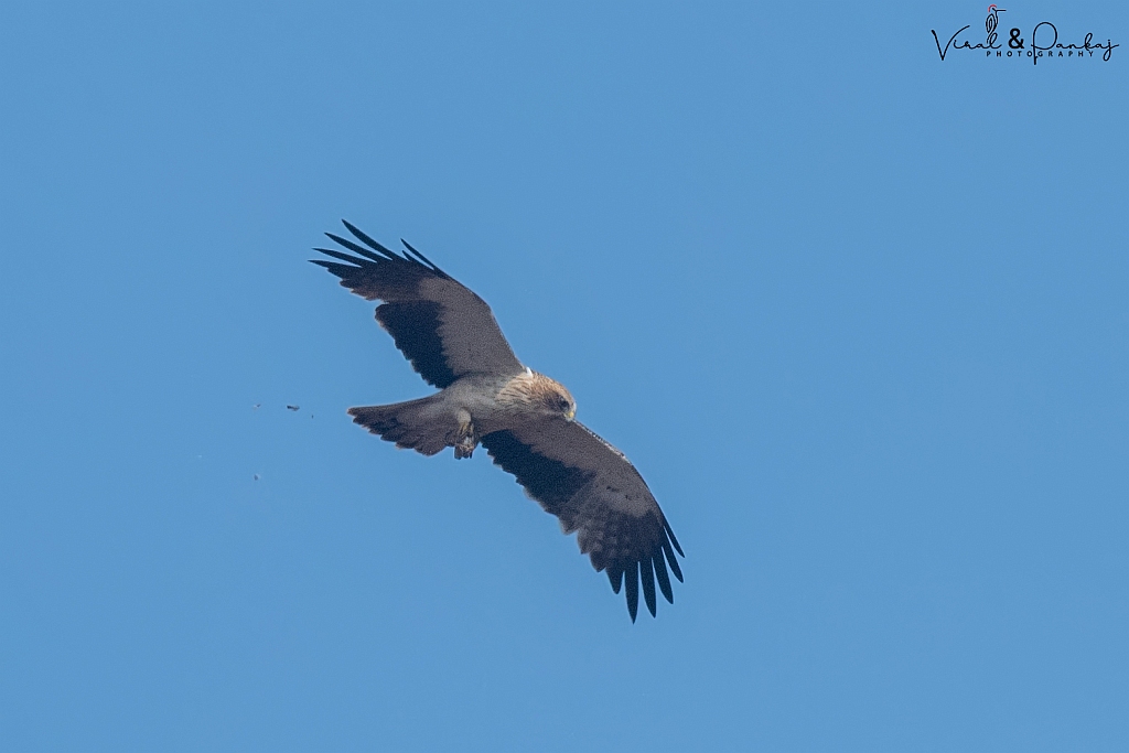Booted Eagle