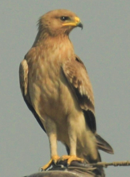 Tawny Eagle