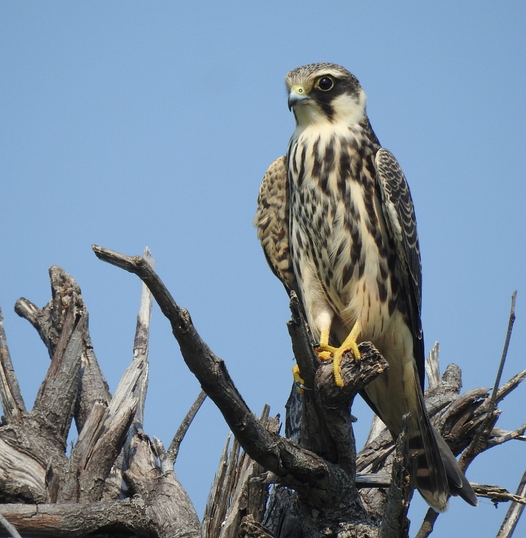 Eurasian Hobby