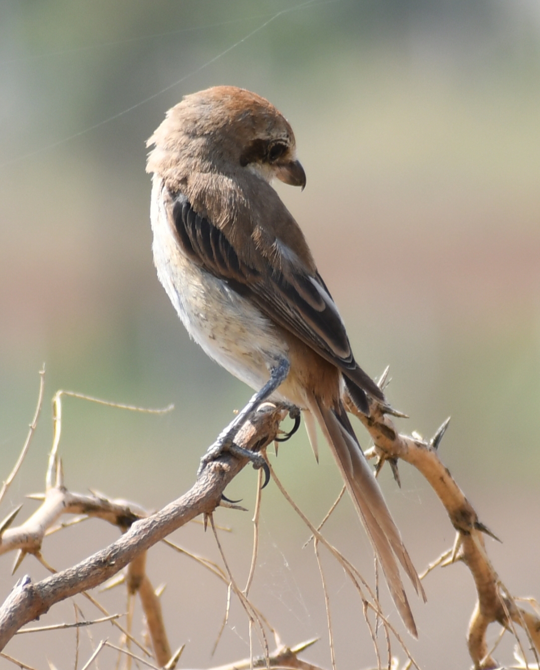 Brown Shrike