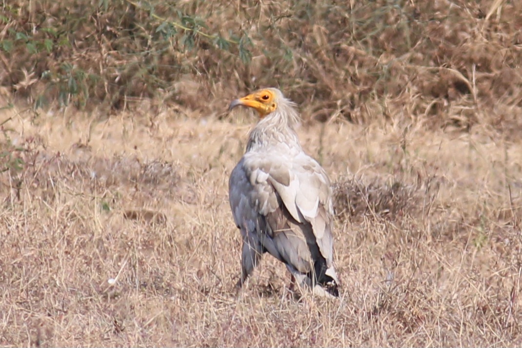 Egyptian Vulture