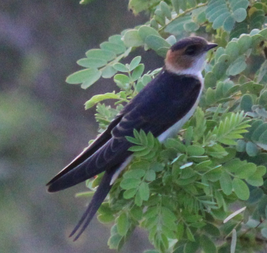 Red-rumped Swallow