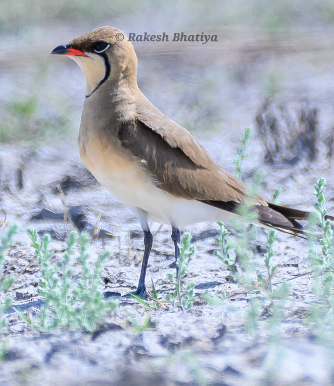 Collared Pratincole