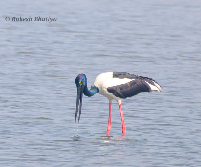 Black-necked Stork