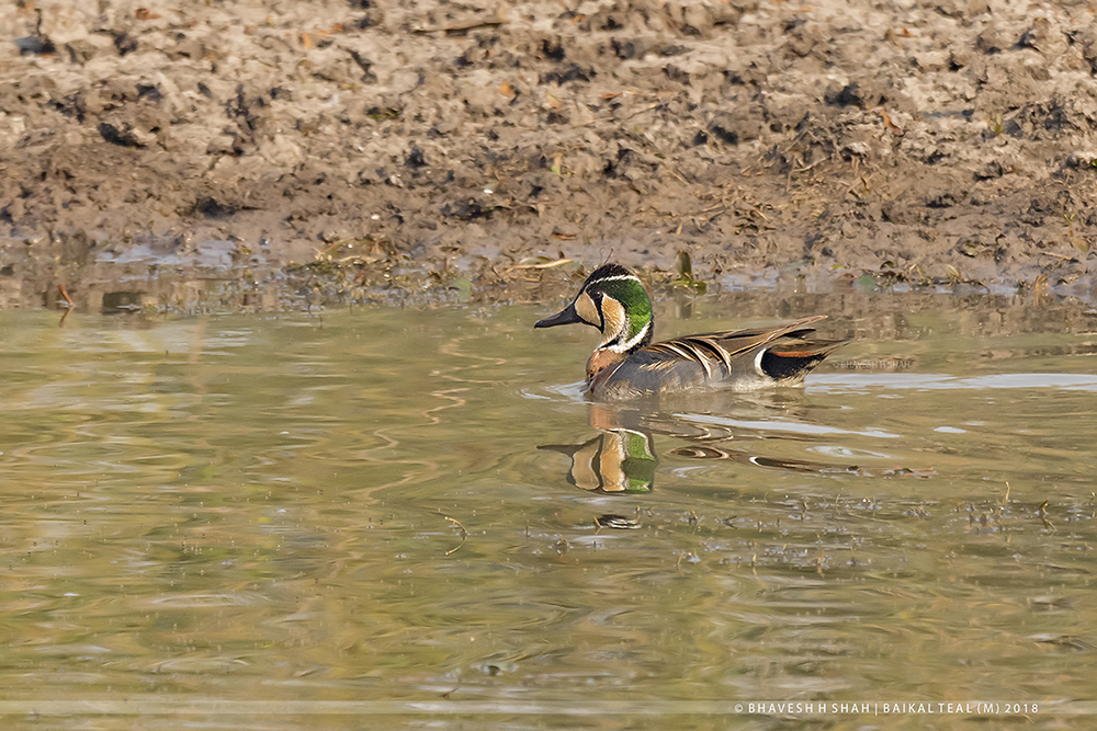 Baikal Teal 