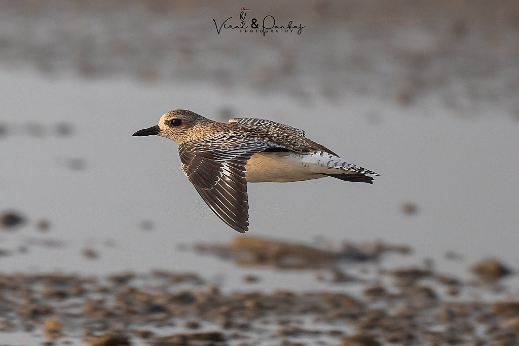 Grey Plover